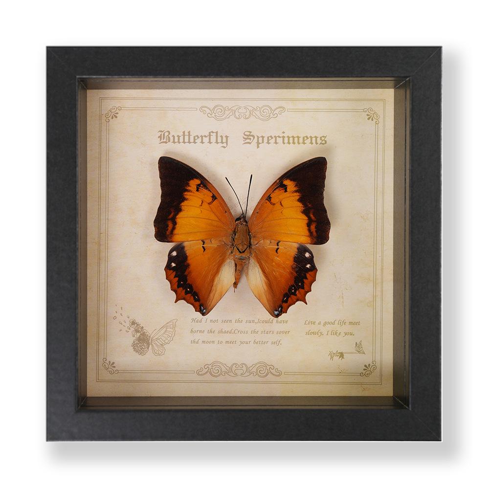 Green Banded Swallowtail Butterfly Specimen Decorative Painting - Real Insect for Display