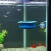 Anti-splash Aquarium Diffuser Adjustable Flow Fish Tank Accessory  Aquarium Water Filling