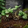 Reptile Rock Cave MultiUse Hide Easy to Cleansable Artificial for Terrarium,