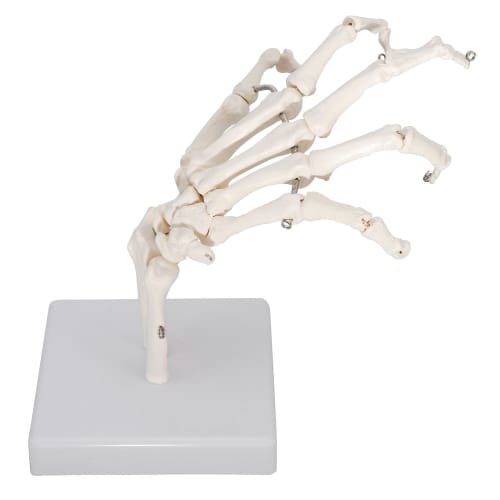 Monolife Hand Joint Model, Hand Skeleton Model, Educational Model, Right Hand, Wrist, Articulated Type