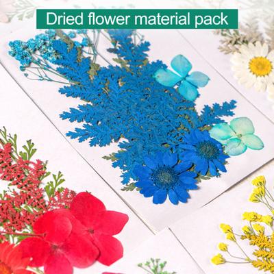 10 Stück gepresste Trockenblumen, flach, echte getrocknete Blüten, komplett natürlich gefärbte Trockenblumen für Heimwerker, Basteln, Scrapbooking, Gesichtsdekoration