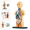 Human Body Torso Model Human Anatomy Display Assembly Learning Internal Organs Skeleton Visceral Brain Anatomical Teaching