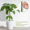 Piquets de Support pour Plantes en Acrylique Transparent de 40 cm avec Pinces Tiges de Support pour Fleurs Réutilisables Piquets de Fixation pour Tige Unique d'Orchidée ou Tige de Tomate