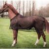 Mesh Fly Sheet Nylon Equine Gear Protection