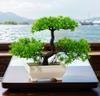 Plantas Artificiales Bonsái Árbol Pequeño Plantas en Maceta de Simulación Flores Falsas Adornos de Mesa en Maceta para Hotel Jardín Decoración del Hogar planta