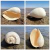 Large Conch Seashell Ornament for Wall Decor, Aquarium Aquascaping, and Sea Sound Collection