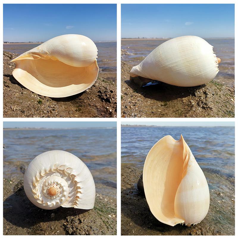 Large Conch Seashell Ornament for Wall Decor, Aquarium Aquascaping, and Sea Sound Collection