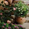 DIY Artificial Rose Flower 52cm Flower Arrangement Fake Flowers Rose Vine  Wedding