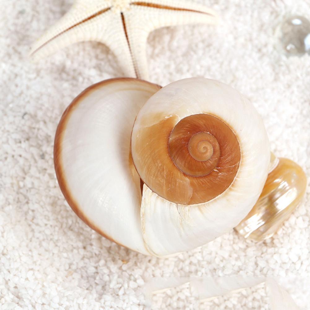 Shell Conch Bread Snail Natural Mediterranean Family Decorations Gifts Aquarium Decorative Christmas Toys Collectibles 5-7c V8Y3