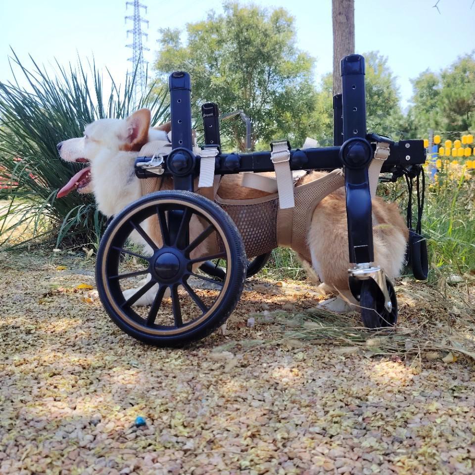 

Four-Wheel Dog Wheelchair: Mobility Aid for Hind Limb Paralysis and Elderly Pets Double Extra Large