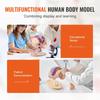 Human Brain Model Anatomy, 2X Life-Size 4-Part Human Brain Anatomical Model with Labels & Display Base, Color-Coded Detachable Brain Model for Science