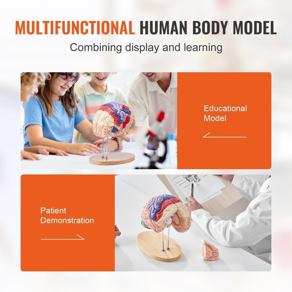 Human Brain Model Anatomy, 2X Life-Size 4-Part Human Brain Anatomical Model with Labels & Display Base, Color-Coded Detachable Brain Model for Science