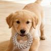 Teeth Cleaning Bite Resistant Dogs Cotton Rope Outdoor Wear Resistant Puppy Rope Knot Indoor Pet Molar Relieve Boredom