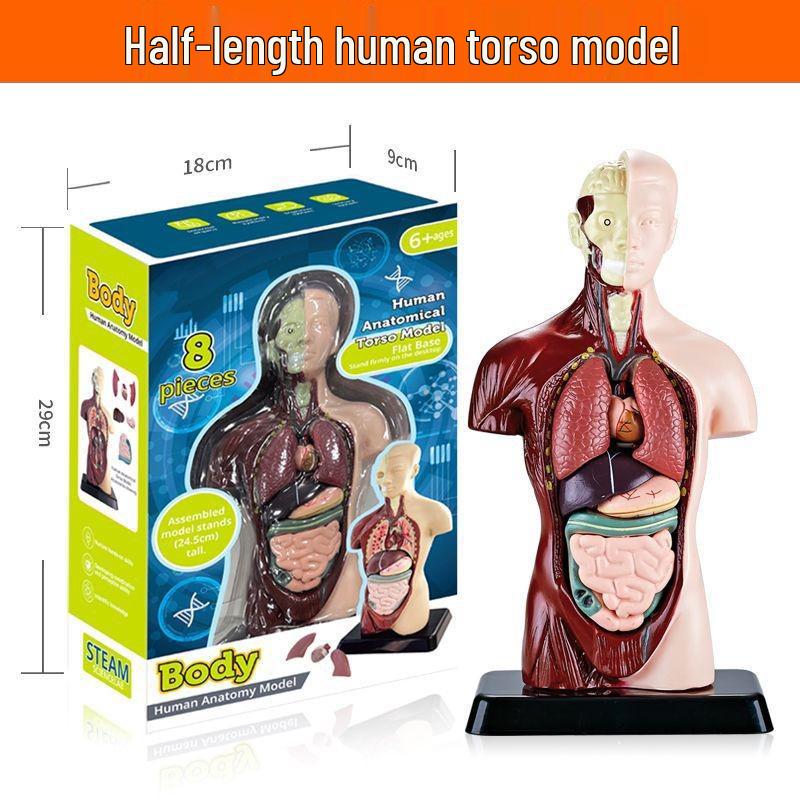 Children's Educational Human Anatomy Model - Skeleton & Organ Structure Toy for Medical Teaching