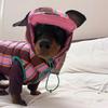 Pet Winter Fleece Coat Small Dogs Cats Warm Soft Hooded Vest Outfit Teddy Pomeranian Kitten