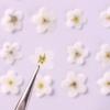 Nail Art Card Natural Jewelry Dried Flowers Pressed Flower Forget-Me-Not Don't Forget Me