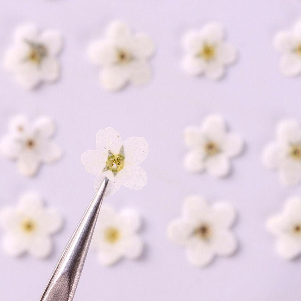 Nail Art Card Natural Jewelry Dried Flowers Pressed Flower Forget-Me-Not Don't Forget Me