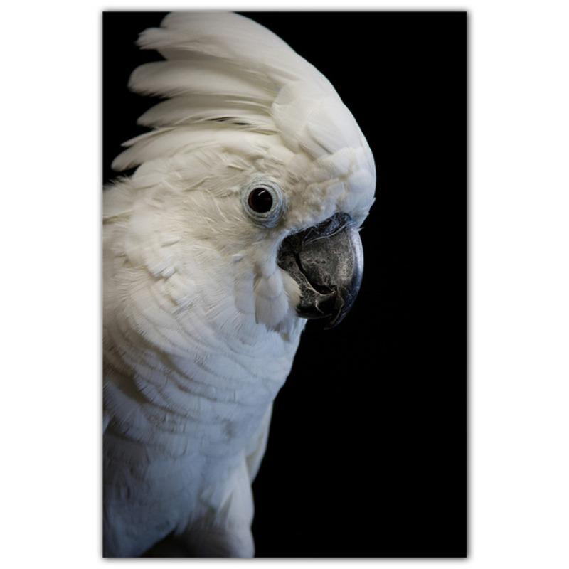 Colorful Parrot Poster Beautiful Bird Wall Art Animals Pictures Canvas Print Living Room Home Aesthetics Decor Painting Cuadros