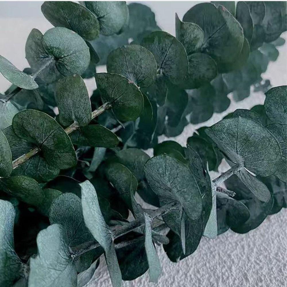 10 Pcs Real Leaves Hanging Dried Eucalyptus Large Preserved Eucalyptus Stems  Shower Hanging