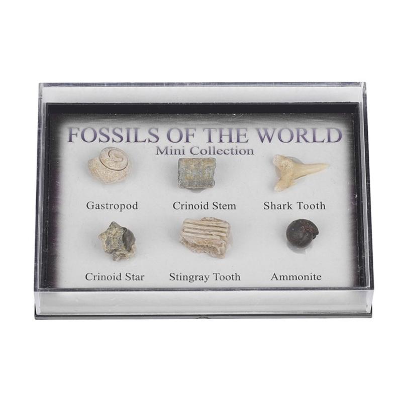 Настоящие образцы окаменелостей Коллекционная ценность и образовательное значение Морские Настоящие образцы окаменелостей 1