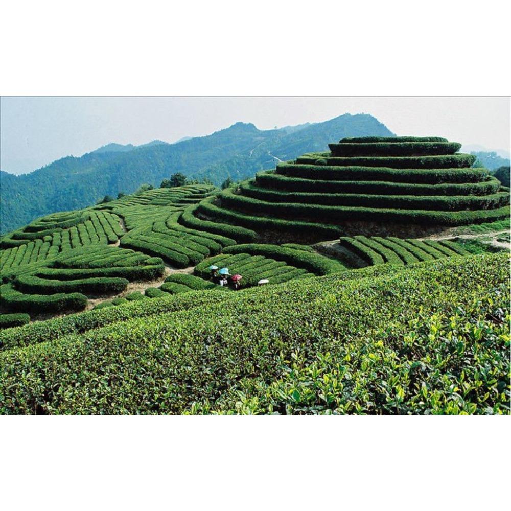 15 Bags Assorted Tea Green Tea Milk Oolong Dahongpao Variety Pack