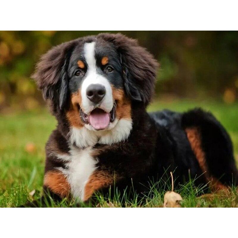 DIY 5D Diamond Painting Animal Full Square/Round Diamond Embroidery Picture Rhinestones Mosaic Dog Cross Stitch Home Decor Gift