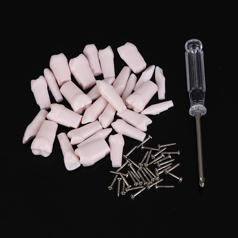 28Pcs Dental Typodont Teeth Replacement Detachable Screw-In Standard Teeth For Dentistry Preparation Training Teach