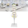Human Lumbar Vertebral Model School Educational Teaching Model Tool Spine Model