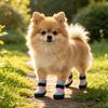 Small Dog Shoes Set with Light Upper, Grip Bottom Support, Small Dog Paw Shoes and 4 Piece Daily Summer Walk Use Plus