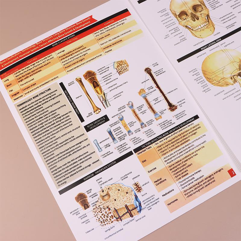 Guias de Estudo de Anatomia e Fisiologia - Conjunto de 10 Guias de Anatomia Humana para Estudantes de Enfermagem Profissões Médicas