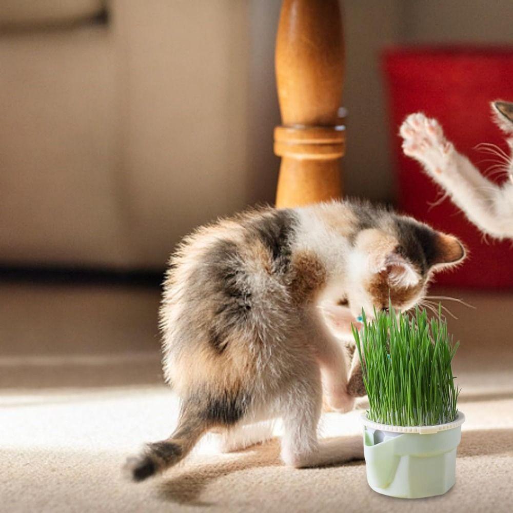 Гідропонний набір для вирощування мікрозелені Легкий у вирощуванні Безземельна висадна коробка Снек для котів