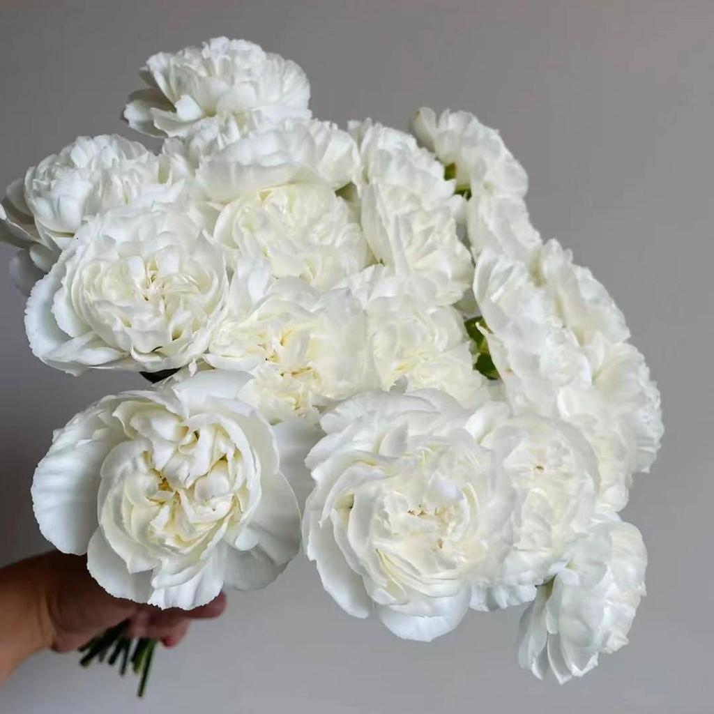 Carnation Fresh Cut Flowers for Teacher's Day, Women's Day, Family Arrangements, and Goddess Day Gifts.