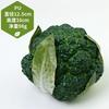 Bionic Fake Vegetable Model Scene Layout Kitchen Decoration Photography Props Garden Soft Decoration Simulated Vegetables