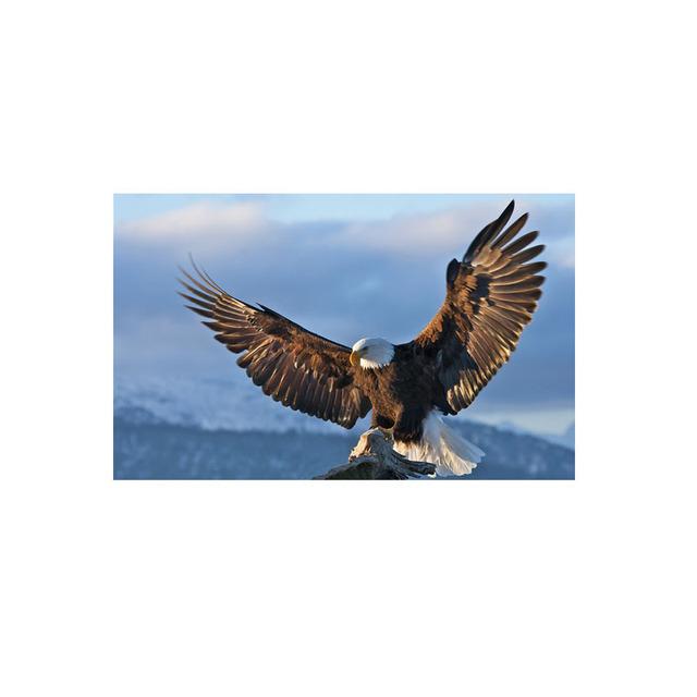 Eagle Flying In The Sky Lerretsmaling Nordic Posters and Prints Wall Art Pictures for Cuadros Living Room Home Decor No Frame