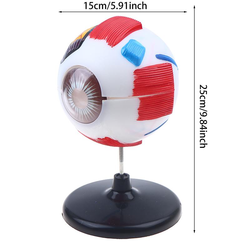 Eyeball Anatomy Model For Eye Diseases Study, 6X Human Eye Anatomy Model Eye Anatomy Model Human Organs Teaching Prop