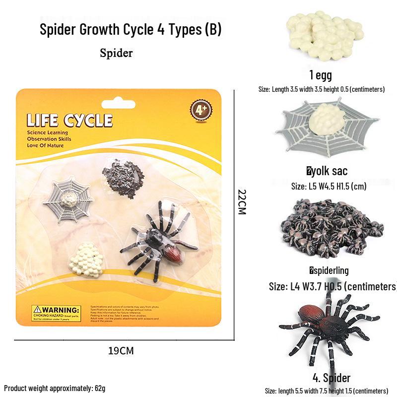 Children's Cognitive Toys: Frog Tadpole Growth Cycle Models