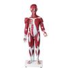 85cm Full-Body Human Muscle Morphology Model for Biomedical Teaching