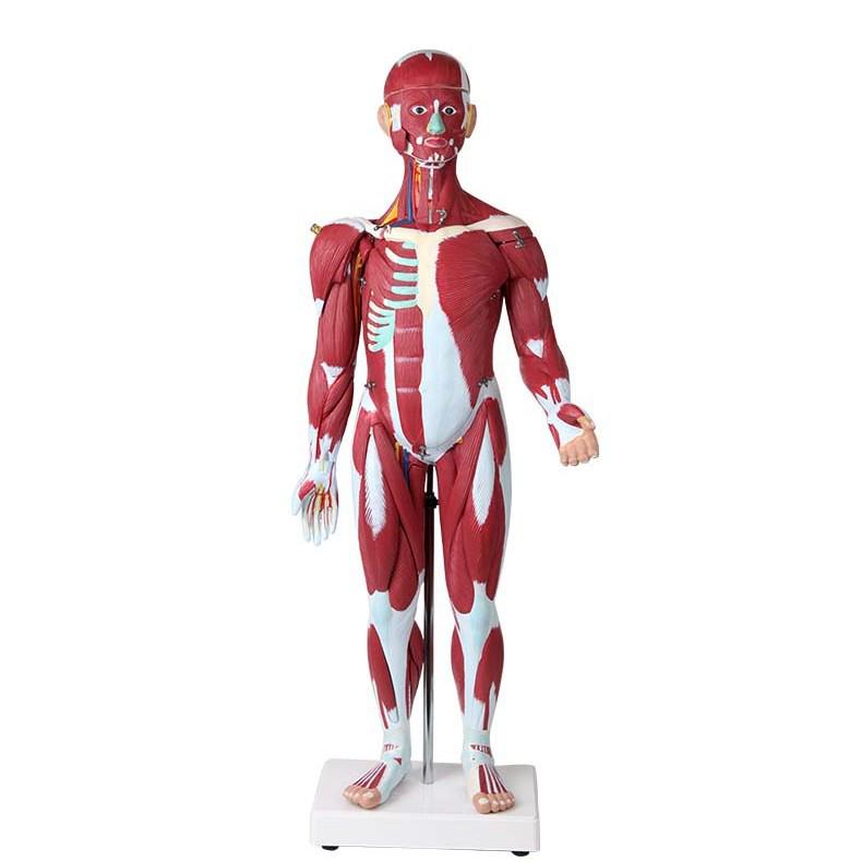 85cm Full-Body Human Muscle Morphology Model for Biomedical Teaching