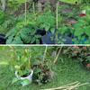 50Pcs / 18 Inch Bamboo Plant Stakes for Indoor Outdoor Plants, Garden Plant Support Sticks