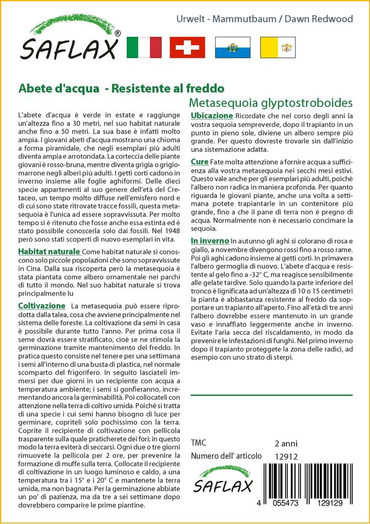 SAFLAX Séquoia de Chine - 60 graines - Metasequoia glyptostroboides