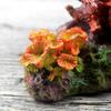 Resin Coral Reef Ornament Underwater World Decoration Environments Aquarium Fish Tank Landscaping Decor