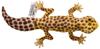 BH8140 HANSA Leopard Gecko 26