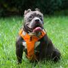 Pettorina per cani in nylon morbida e traspirante, senza tiratura, pettorina per cani regolabile, guinzaglio per cani di taglia piccola, media e grande
