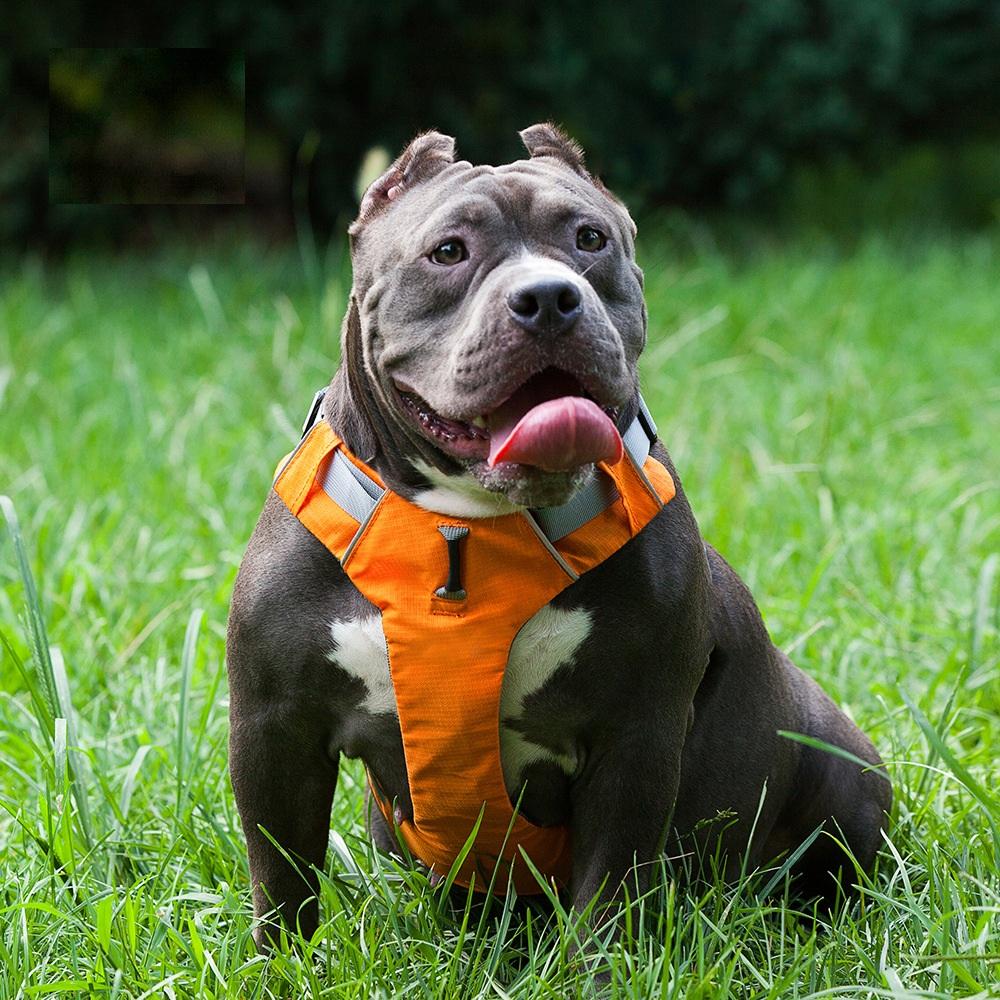 Pettorina per cani in nylon morbida e traspirante, senza tiratura, pettorina per cani regolabile, guinzaglio per cani di taglia piccola, media e grande