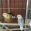 Small Animals House Pet Cage Habitats Decor Coconut Bird Nest Hut with Ladder for Parrots Parakeet Conures Cockatiel