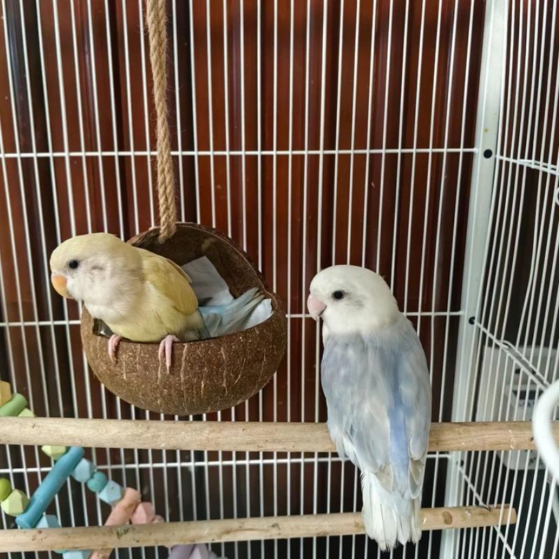 Small Animals House Pet Cage Habitats Decor Coconut Bird Nest Hut with Ladder for Parrots Parakeet Conures Cockatiel