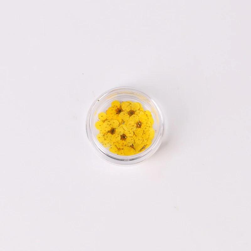 20pcs/Box Nail Art Dried Flowers Spirea Small Plum Narcissus Nail Art Color Mixed Flower Dried Flower Patch DIY Nail Decoration