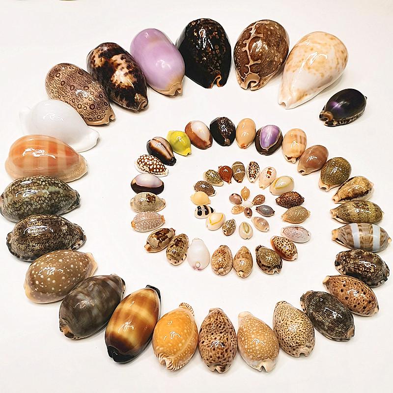 Vzácný přírodní exemplář mušle kauri pro akvárium nebo středomořskou domácí dekoraci