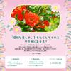 Pack de masques pour le visage Lululun Hakone Lululun (doux parfum de rose) 7 pièces x 4 sacs