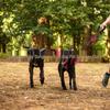 Dual-Head Retractable Luminous Anti-Tangle Dog Leash